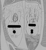 amy_sorel breast_enlargement cocooned dead_or_alive facehugger full_nelson helena_douglas lineart wip // 1467x1594 // 574KB