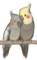 animal artist:unknown bird branch cockatiel colored cute nature not_vidya // 588x950 // 72KB